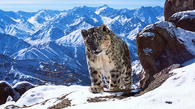 There are may be as few as 3,500 snow leopards left in the wild. They are famously elusive and difficult to film. The 'Planet Earth II' team captured the first-ever shot of four snow leopards on camera at once.