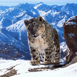There are may be as few as 3500 snow leopards left in the wild. They are famously illusive and difficult to film and have become increasingly threatened by climate change and human disturbance.