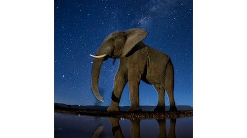 Nature - Third Prize, Stories, Title: Now You See Me
These photos combine a well-known natural phenomenon: the starry sky and portraits of wild animals not visible to the naked eye. The series needed very accurate planning, research, and preparation as the photos were made with remote control, and no modification was possible while capturing the photos.