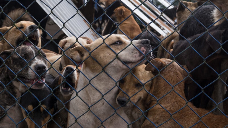 No matter how badly a dog has been treated, it will still want to be around people
