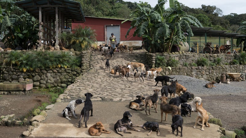 The compound has the feel of a crowded, open-air bus terminal where all passengers are dogs.