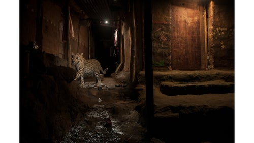 Nature - Second Prize, Singles
A wild leopard strolls through Sanjay Gandhi National Park, a protected area in the northern part of Mumbai city, India, on September 24, 2016. The leopard is on its nocturnal prowl in the adjacent human settlements in search of food, which in these areas is typically dogs or pigs.