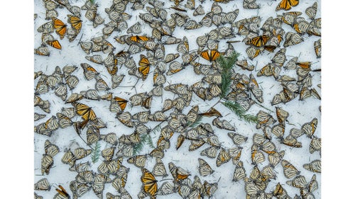 Nature - Third Prize, Singles
A carpet of monarch butterflies covers the forest floor of El Rosario Butterfly Sanctuary, in Michoacán, Mexico, on March 12. A strong snow storm hit the mountains of Central Mexico on March 8 and 9, creating havoc in the wintering colonies of monarch butterflies just as they were starting their migration back north to the U.S. and Canada. Climate change is creating an increase of these unusual weather events, representing one of the biggest challenges for these actually resilient insects during their hibernation.