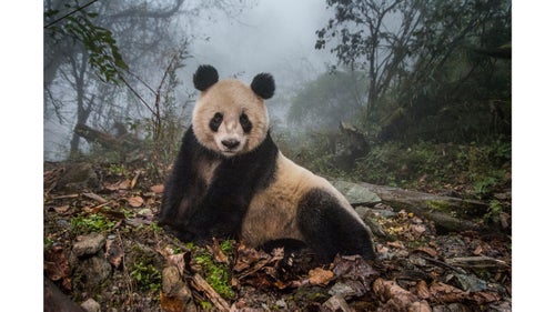 Nature - Second Prize, Stories, Title: Pandas Gone Wild
Ye Ye, a 16-year-old giant panda, lounges in a massive wild enclosure at a conservation center in Wenchuan County, Sichuan Province, China. Her two-year-old cub, Hua Yan (