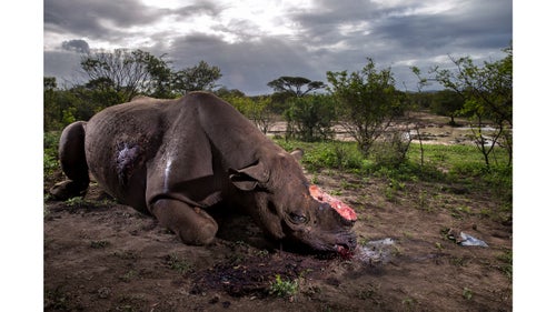 Nature - First Prize, Stories, Title: Rhino Wars
A black rhino bull is seen dead, poached for its horns less than eight hours earlier at Hluhluwe Umfolozi Game Reserve, South Africa. It is suspected that the killers came from a local community approximately three miles away, entering the park illegally, shooting the rhino at a water hole with a high-powered, silenced hunting rifle. An autopsy and postmortem carried out by members of the KwaZulu-Nata Ezemvelo ranger team later revealed that the large caliber bullet went straight through this rhino, causing massive tissue damage. It was noted that he did not die immediately, but ran a short distance, fell to his knees, and a coup de grâce shot was administered to the head from close range.