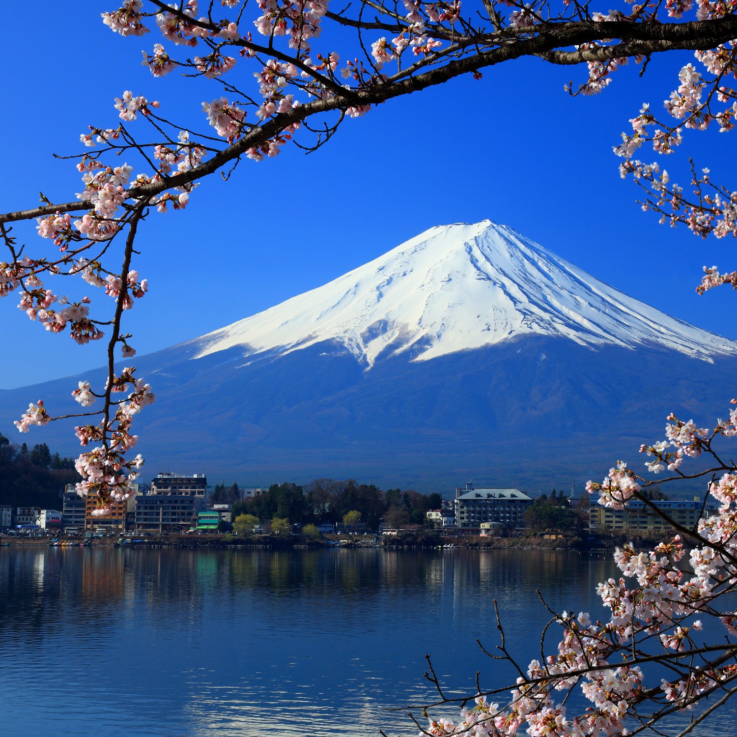 Beautiful cherry blossoms with Mount Fuji, japan