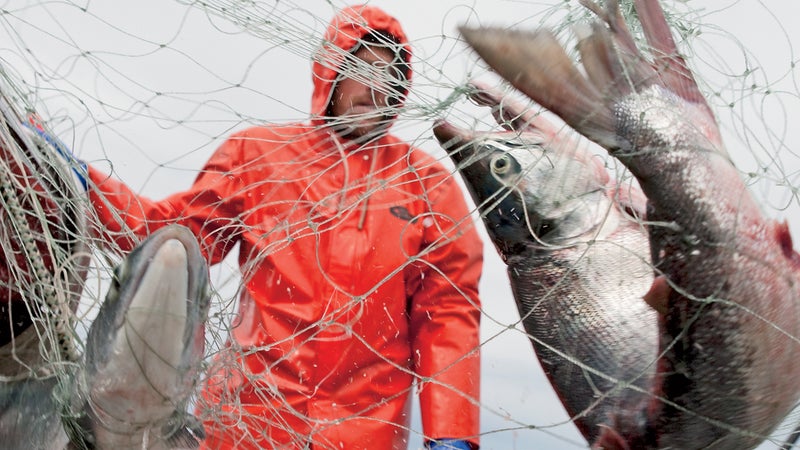 Sockeye salmon rolling in.