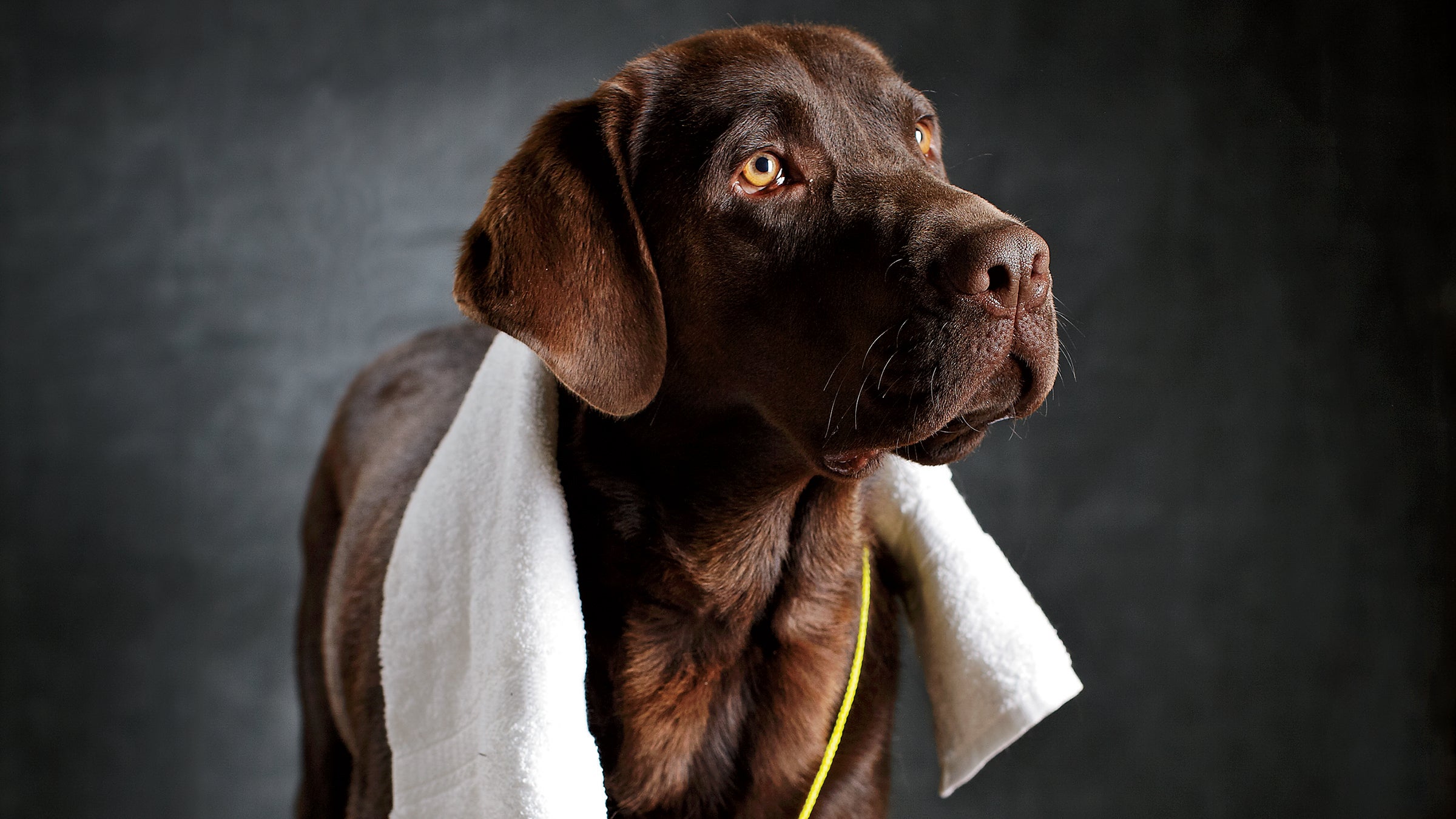 Danger, the adventure dog.