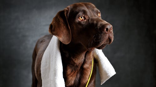 Danger, the adventure dog.