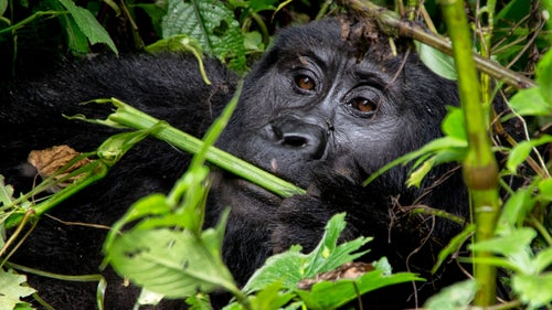 “I see visiting the mountain gorillas in Uganda as sustainable travel because the visits support the local community while protecting the endangered gorillas. Tourists can pay to visit families of these magnificent animals for one hour a day, up to eight trekkers at a time. Over time, the gorillas have habituated to people and are tolerant of their visitors. The rangers dedicate their lives to protecting the gorillas, and you can clearly see that they love their job. Porters are hired from the local community to help the trekkers through the jungle. The porters are rotated on a regular basis so that more people in the community can work. This way, the local community receives a benefit, and gorilla poaching is less likely.
“After about 1.5 hours of trekking through the forest, we were fortunate to be able to watch these magnificent animals up close. This photo is of a female gorilla enjoying a midday meal. There are fewer than 1,000 mountain gorillas left on earth.”
Photographer: Lynda Hanwella
Location: Bwindi Impenetrable National Park, Uganda
Category: Sustainable Travel