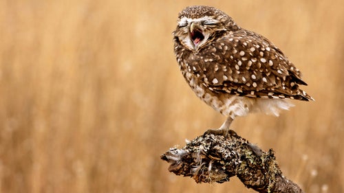 An owl appears to yawn.
Photographer: Mario Gustavo Fiorucci
Location: Santa Rosa, La Pampa, Argentina
Category: Natural World