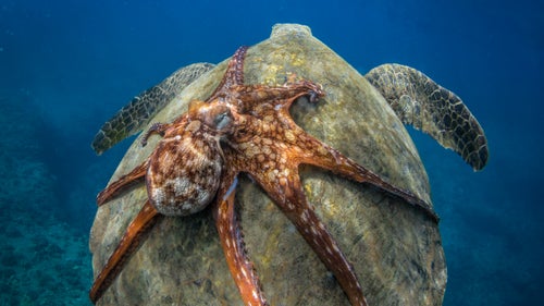 An octopus hitches a ride on a sea turtle’s shell.
Photographer: Michael B. Hardie
Location: Makaha, Hawaii
Category: Natural World