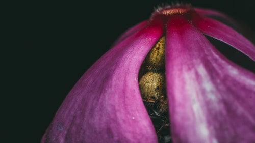 A spider with a housefly kill, hiding under the petals of a Madagascar periwinkle bloom.
Photographer: Swaroop Singha Roy
Location: Kolkata, India
Category: Natural World