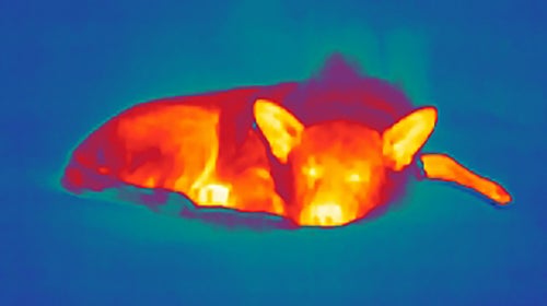 I guess Wiley's enormous ears work like those of a desert fox, helping shed heat in hot weather.