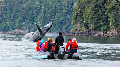 Tourists watch a whale breaching in Windham Bay.