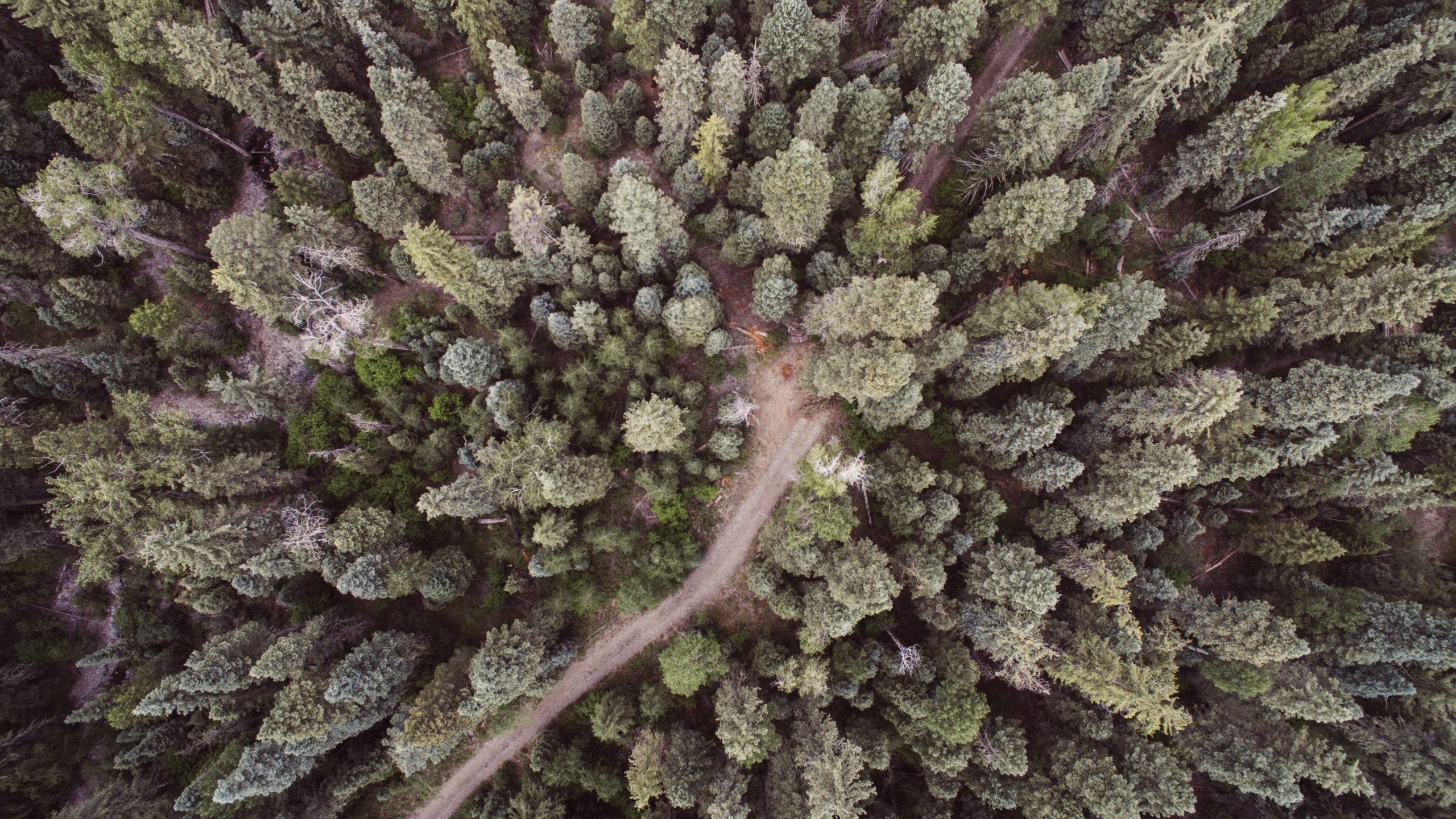 The wild is free and open, full of opportunity to explore—and also to get lost.