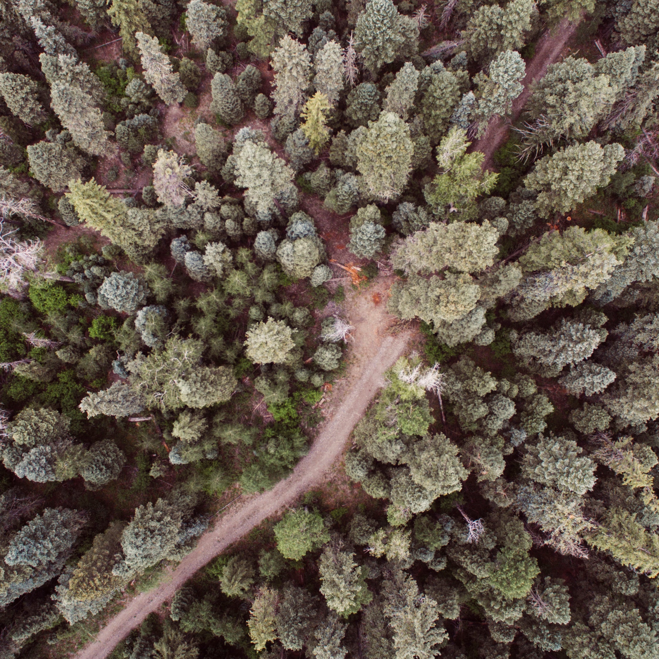 The wild is free and open, full of opportunity to explore—and also to get lost.