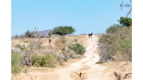 The remote route of the Cape Loop allowed us to travel desolate back roads rather than bustling highways.