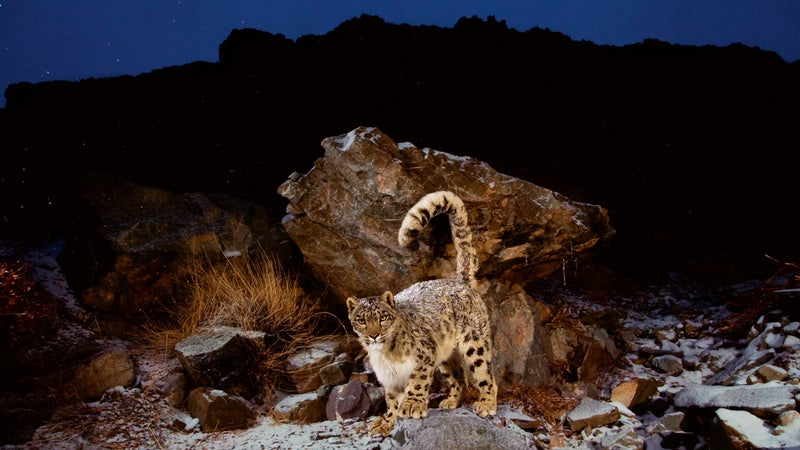 Spend five nights in Hemis National Park and you might catch a glimpse of the elusive snow leopard.