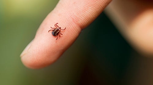 Many hikers don't see think of lyme disease as a real threat—especially since early symptoms can be easily overlooked as a mild cold.