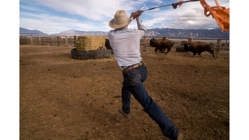 Baefsky uses every inch of his stride to keep up with a bunch of young bison moving into the next set of corrals before they are moved into the chutes, where they will be processed and sorted.