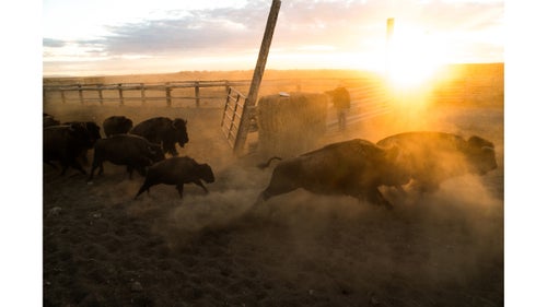 A group of wild bison race toward a 50,000-acre pasture within The Nature Conservancy's Medano Zapata Ranch during the annual roundup. These wild bison are part of a herd owned by The Nature Conservancy and managed by Ranchlands in the high desert of Colorado鈥檚 San Luis Valley. One week a year, these bison come into contact with humans, a jeep, plane, horse, or motorbike. The other 364 days, they鈥檙e free to roam a 50,000-acre pasture flanked by Great Sand Dunes National Park. It鈥檚 not dissimilar to the species鈥� experience before it was nearly killed off in the 1890s.