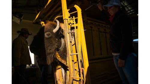 A collared young cow bison awaits a checkup and vaccination from Phillips III.