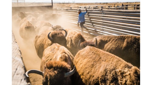 Duke Phillips IV, chief operating officer of Ranchland and a fourth-generation rancher, counts the passing bison to ensure the herd will never exceed the number of animals the land can sustain.