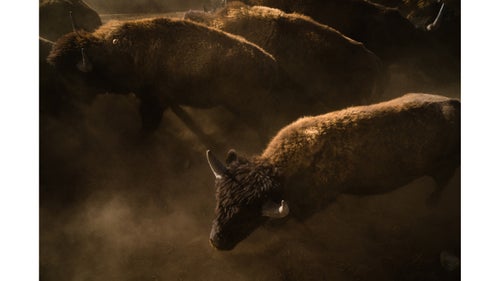 A plains bison navigates a series of chutes that will guide it upstream toward a team of ranchers, vets, biologists, and range managers.