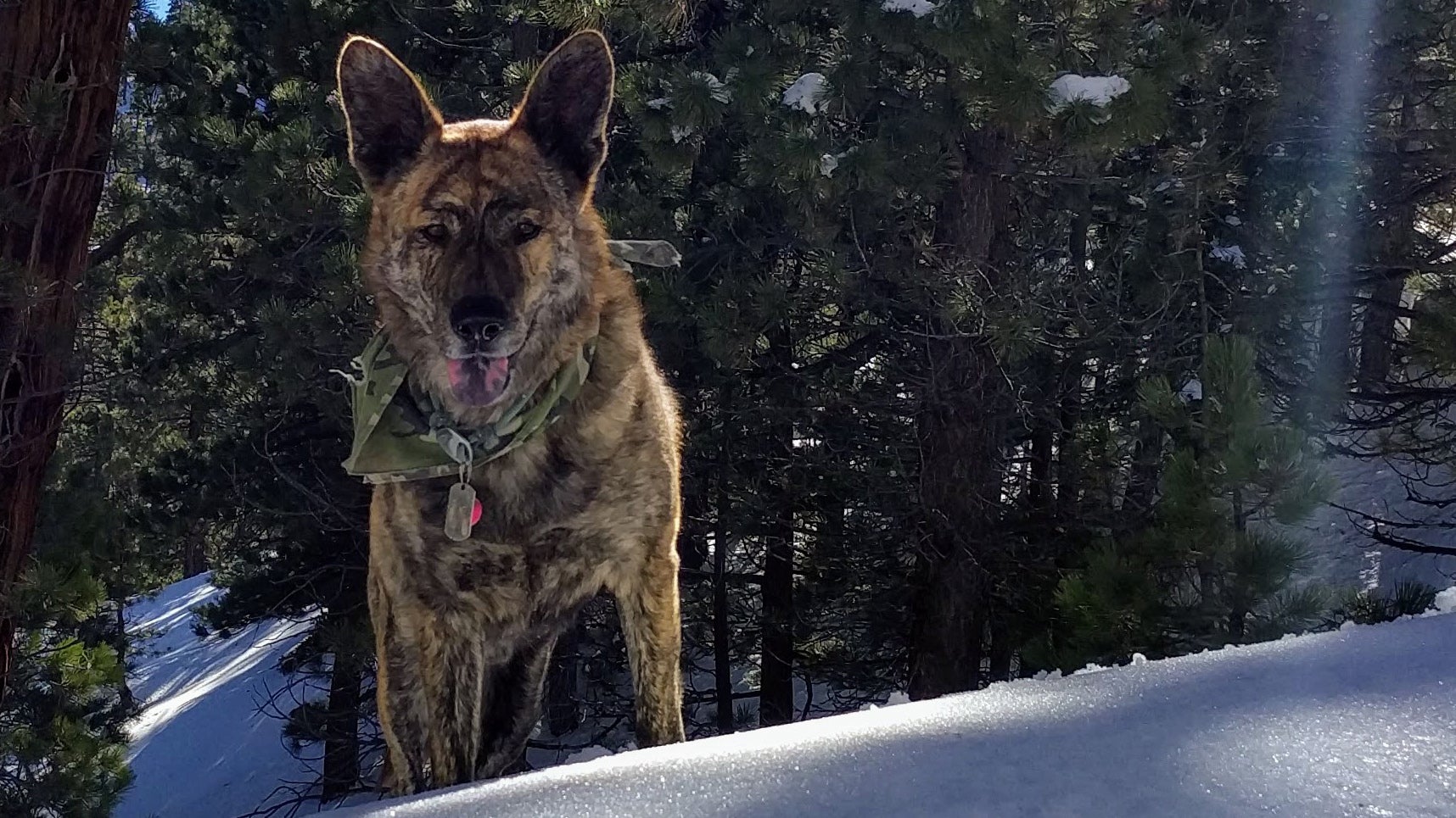 Wiley in the mountains above Los Angeles a few weeks ago. The one tip every dog owner needs to know: an exhausted dog is a good dog. We hike every day.