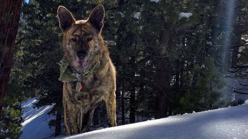 Wiley in the mountains above Los Angeles a few weeks ago. The one tip every dog owner needs to know: an exhausted dog is a good dog. We hike every day.