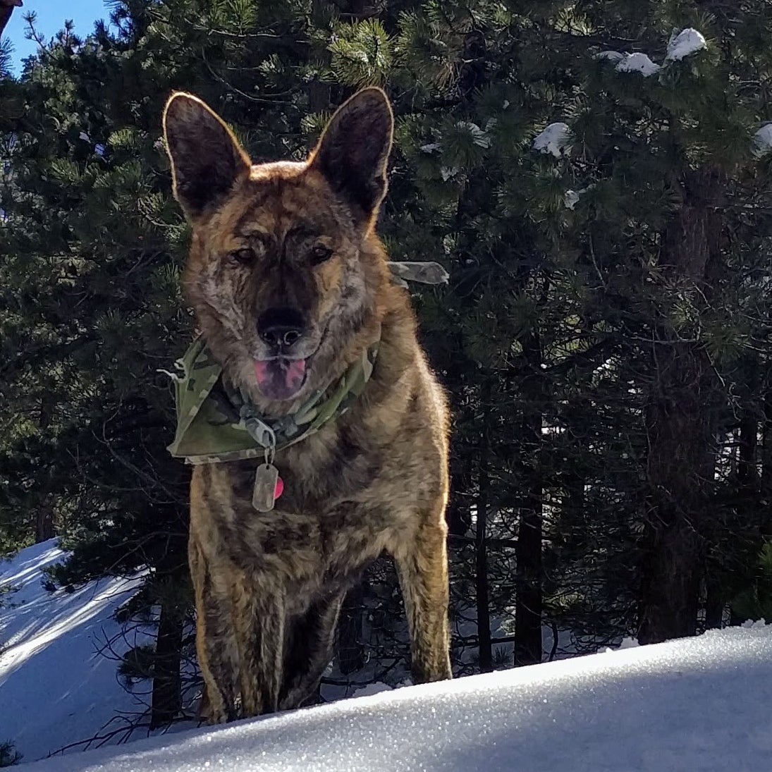 German shepherd hotsell dog equipment