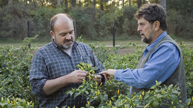 Harold Osborn and Gary Paul Nabhan examine ripening Tabasco peppers on Avery Island, Louisiana.