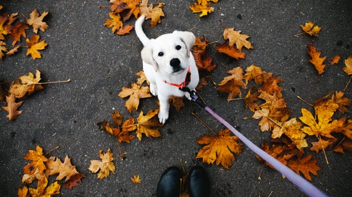 Whether your dog is notorious for pulling ahead or is envied for heeling at your side, there's a leash to keep your pup safe, comfortable, and in line.