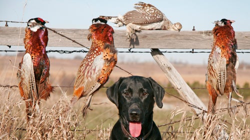 Hunting with dogs is an especially cool experience. But, not every dog is cut out for it. Specially trained bird dogs are raised specifically for hunting, from early puppyhood. You'll need to find a guide or outfitter who has bird dogs you can use, and who knows how to handle them in the field.