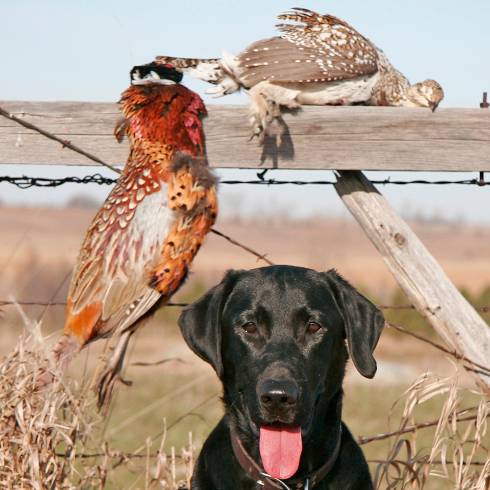 https://cdn.outsideonline.com/wp-content/uploads/2017/04/20/bird-hunting-top_s.jpg