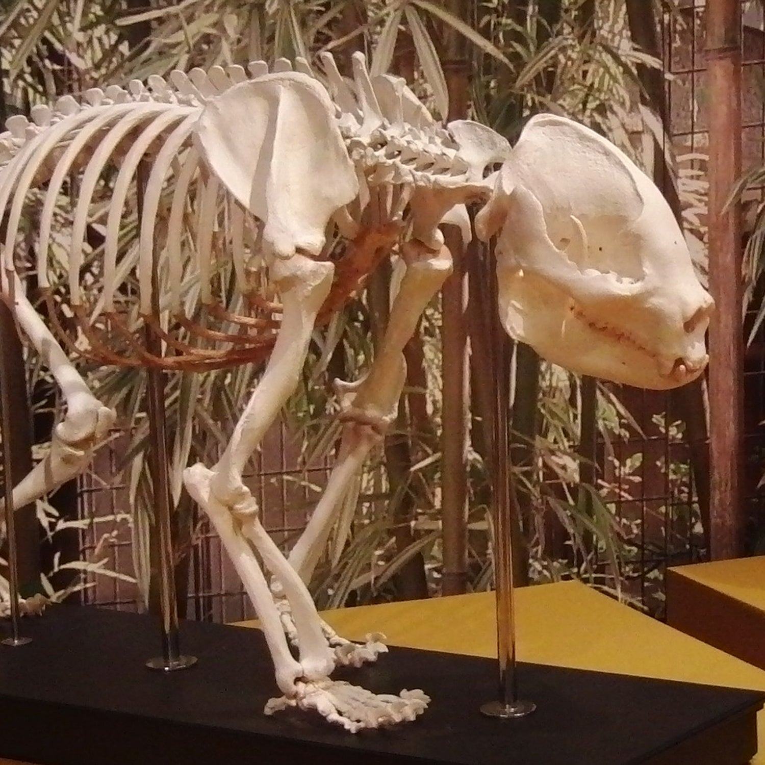 The skeleton of a giant panda.