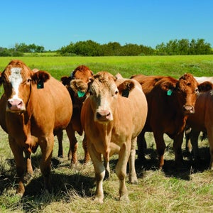 The life of a cattle rancher just got a whole lot more interesting.