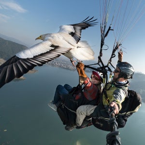 Paragliding high above a beautiful landscape is already a bucket list item, but doing it alongside an Egyptian vulture might bump it up to the top of the list. Pioneered by Scott Mason, who has been training birds since he was ten, parahawking consists of a trained vulture or hawk guiding a paraglider through thermals or air pockets in the sky for long, bird-like flights. The pilot or tandem companion holds some meat in a glove and sporadically rewards the bird with it. The Parahawking Project, originally founded in Pokhara, Nepal, and since moved to Algodonales, Spain, makes this experience available to tourists in hopes of raising support for birds of prey across the Europe and Asia. 
Here, Mason takes us through a flight through the Himalayas with Bob, an Egyptian vulture, and fellow paraglider Cherise Tuttle. 
Mason: Here, Tuttle and I make contact with Bob during a flight above Pokhara, Nepal. Rescued and rehabilitated raptors such as Egyptian vultures are trained under the Parahawking Project’s proven program. They learn to fly with paragliders and, by using their incredible ability to conserve energy, guide the paragliders to the best thermals.
Thermals are rising columns of warm air that are created when the sun heats the ground. They provide lift for paragliders and soaring birds such as vultures, allowing them to save energy. Because birds such as eagles, hawks, and vultures instinctively conserve energy while flying and have a natural ability to find thermals, they provide the perfect thermal marker for paragliders.