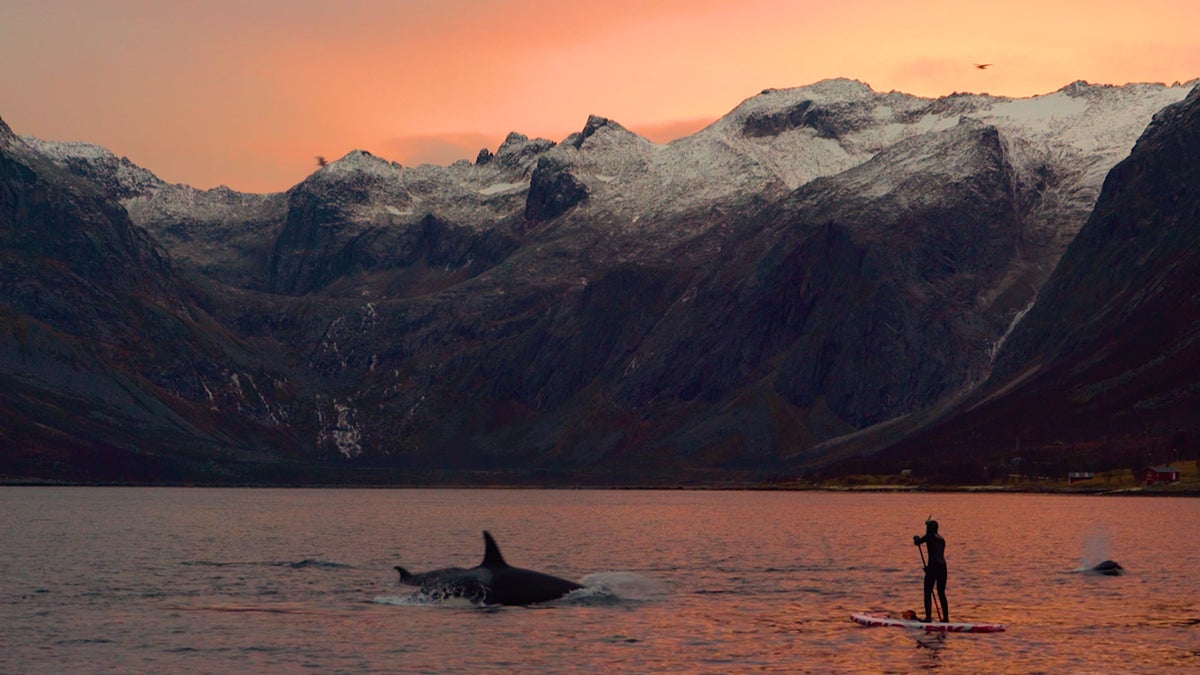 Whale Watching In Norway Under the Northern Lights