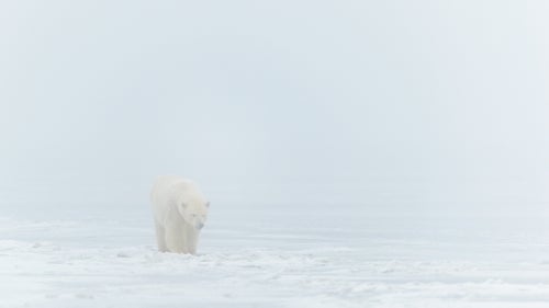 During spring and fall, the region surrounding Kaktovik is known for polar bears. In the summer months, the place transforms into a lush grassland full of wildflowers, caribou, wolves, and grizzly bear.
