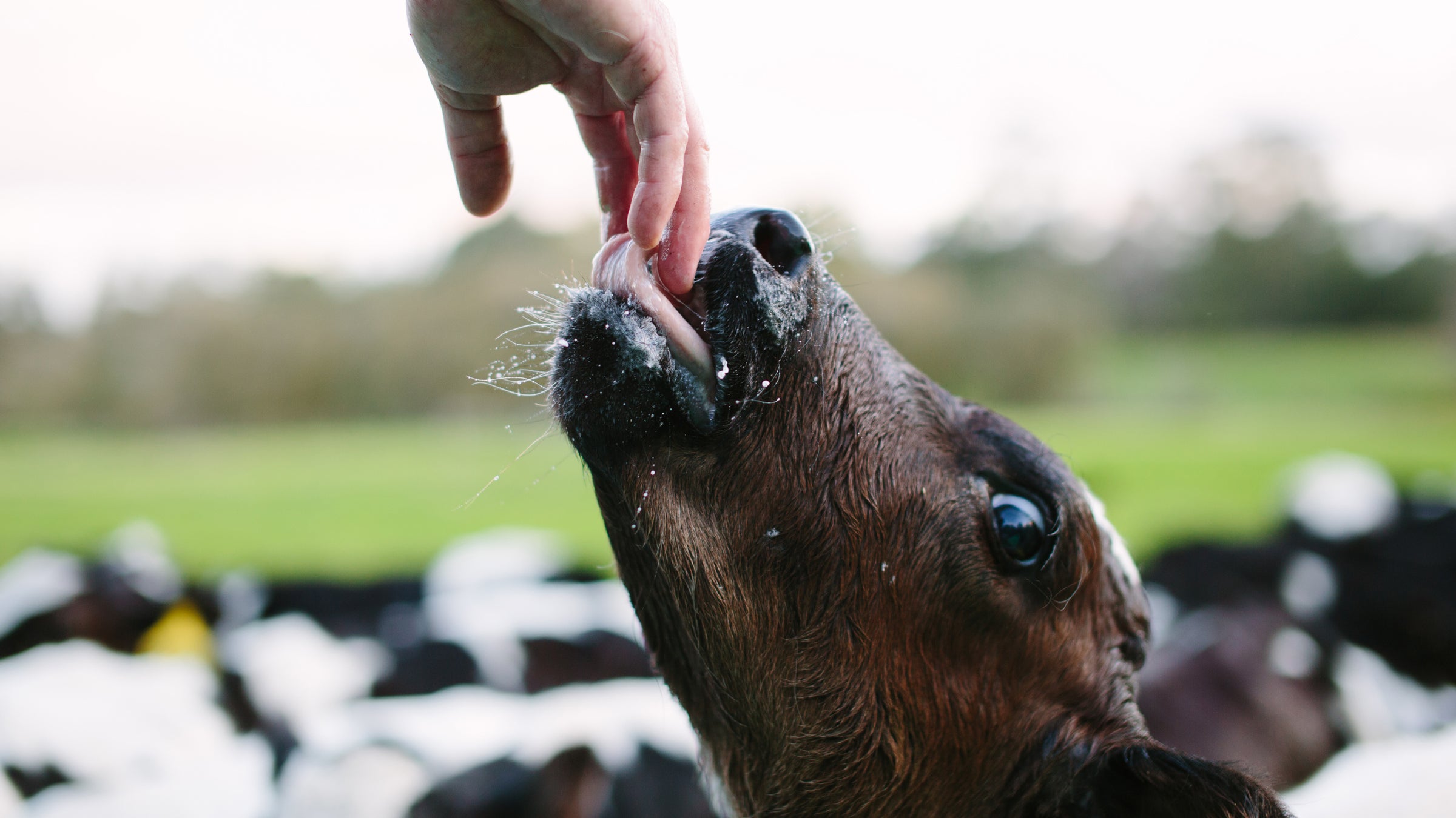 Eat up kids—dinner came straight from the ocean today.
