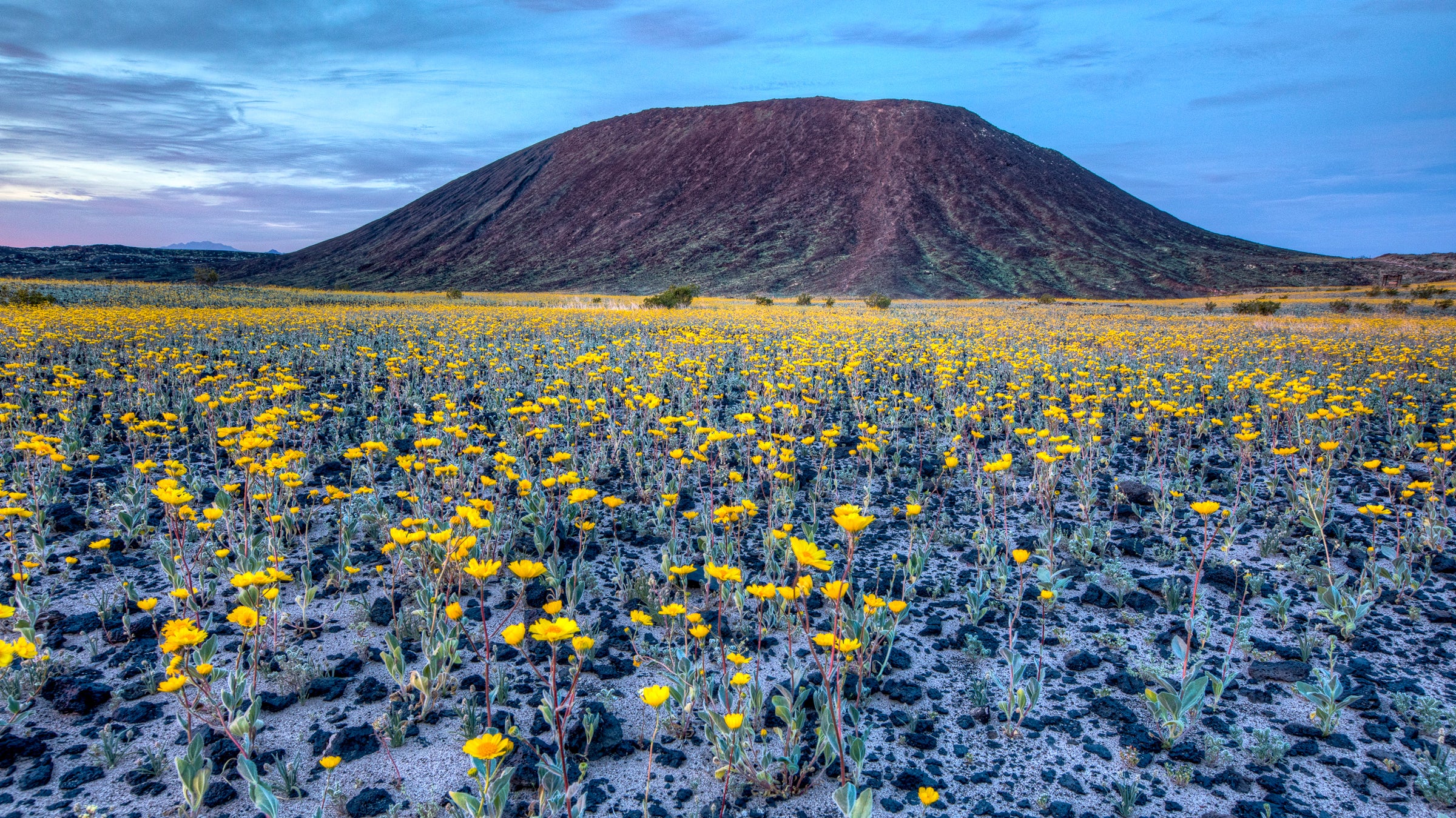 A Field Guide to the Common Wildflowers of the Mojave Desert Adult Pic Hq