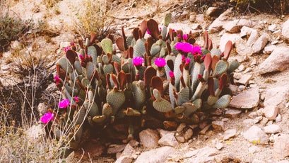 Beavertail cactus.
