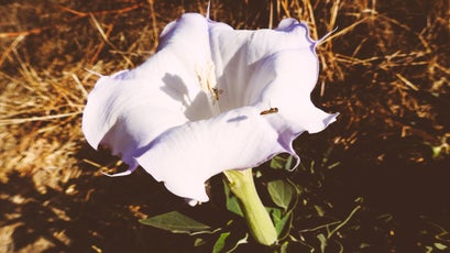 Jimsonweed