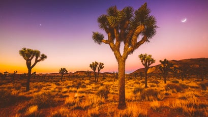 A grove of Joshua trees.