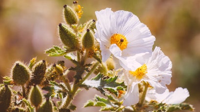 Prickly poppy.