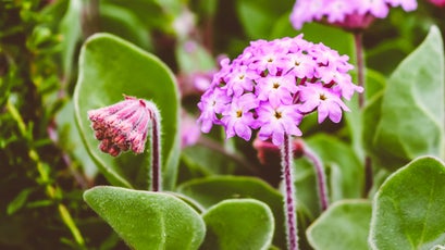 Sand verbena.