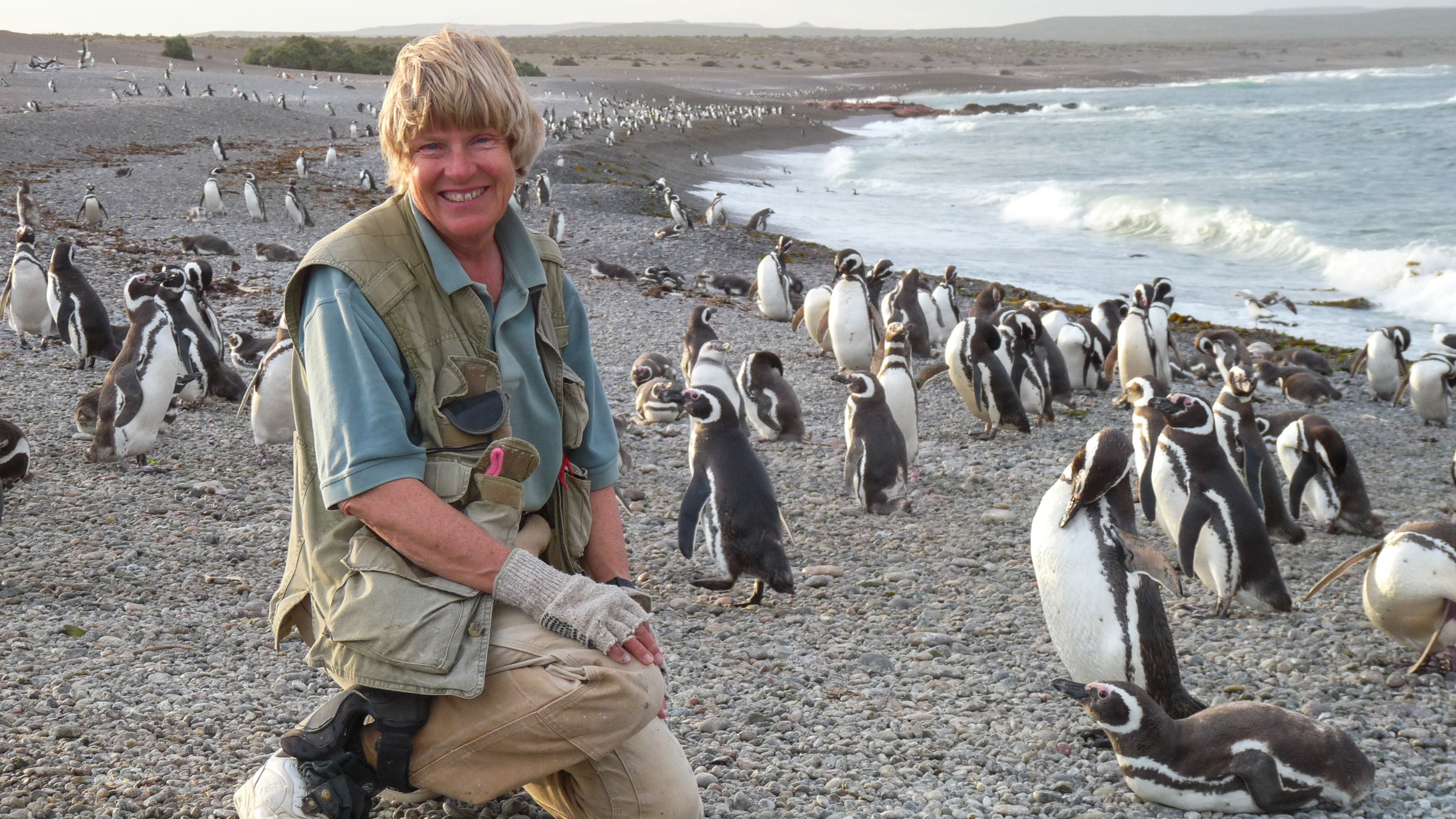 “Penguins wind my clock. They’re just cute. They walk upright. They’re comical. They’re sentient little beings. How could you not fall in love with them?” says Dee Boersma.