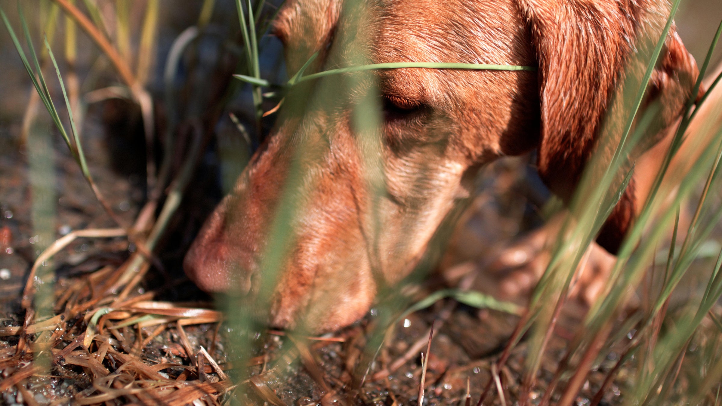 Cyanide traps, called M-44s, are responsible for the accidental deaths of a small number of family dogs every year.